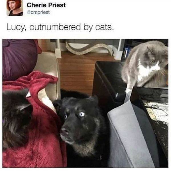 Funny Dogs (27 pics)
