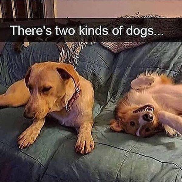 Funny Dogs (27 pics)
