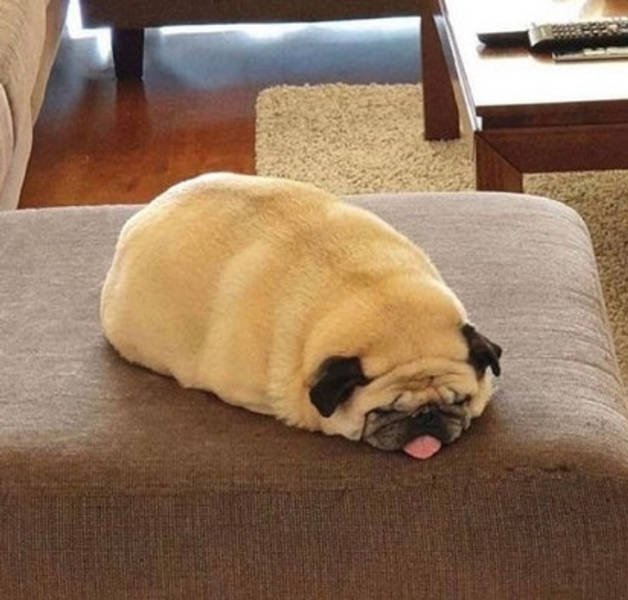 Everything About Laziness (13 pics)