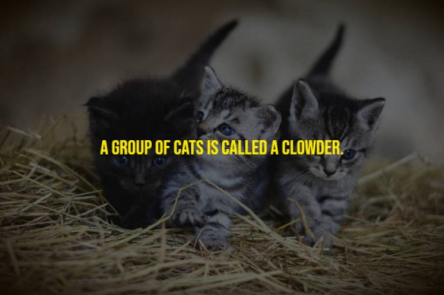 Cat Facts (17 pics)