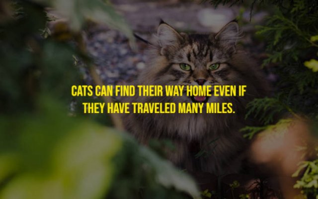 Cat Facts (17 pics)