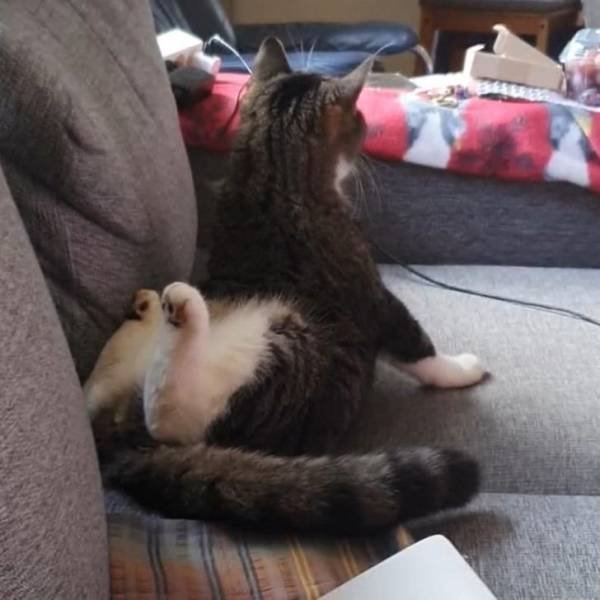 Funny Cats (19 pics)