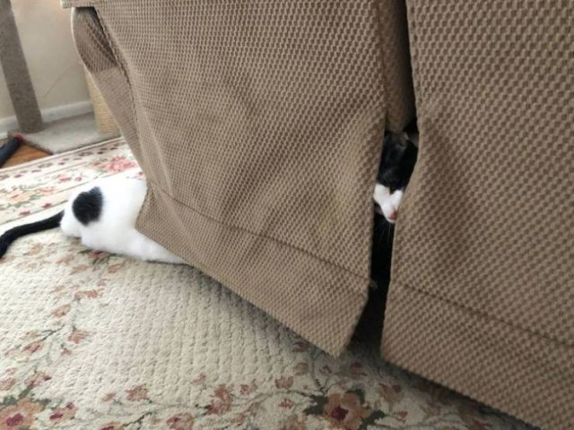 Funny Cats (19 pics)