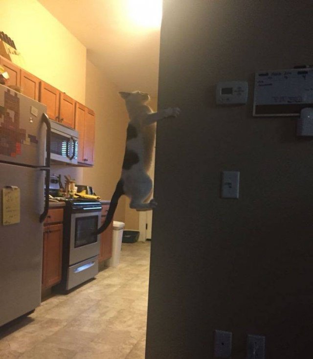 Funny Cats (19 pics)