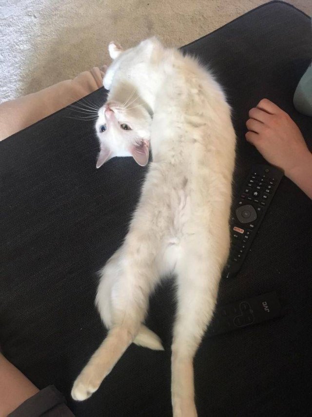 Funny Cats (19 pics)