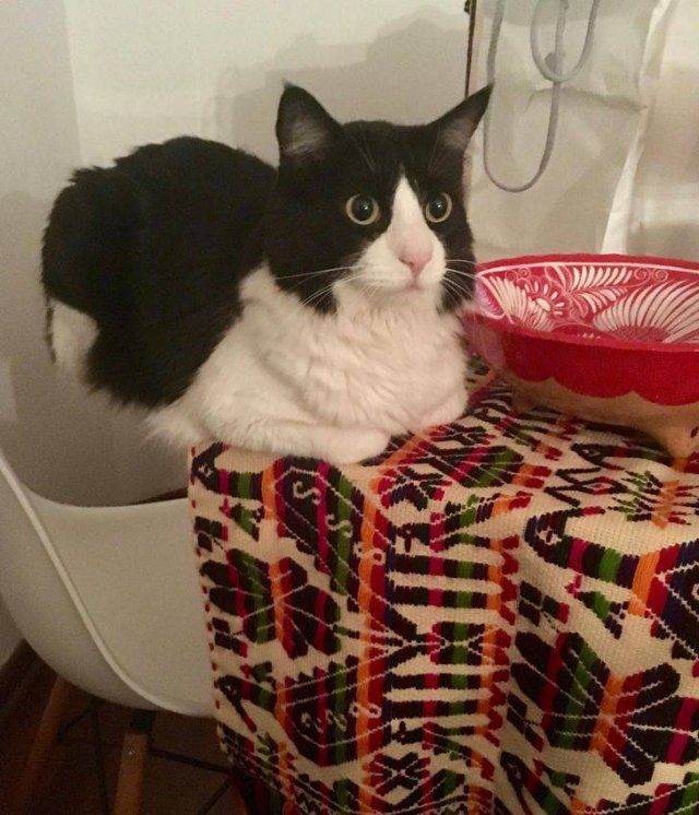 Funny Cats (19 pics)