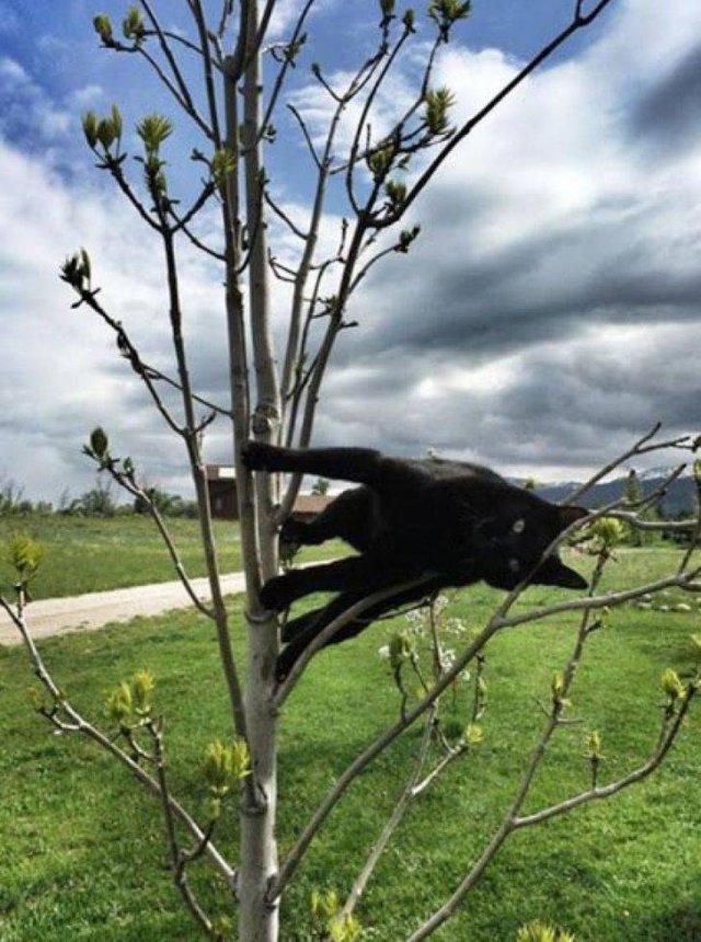 Funny Cats (19 pics)