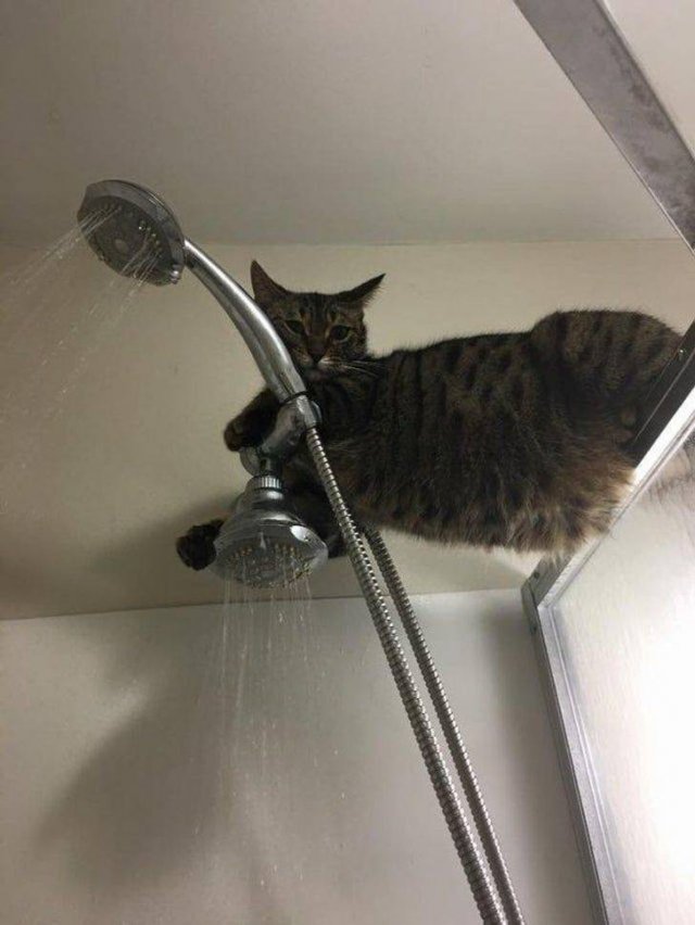 Funny Cats (19 pics)