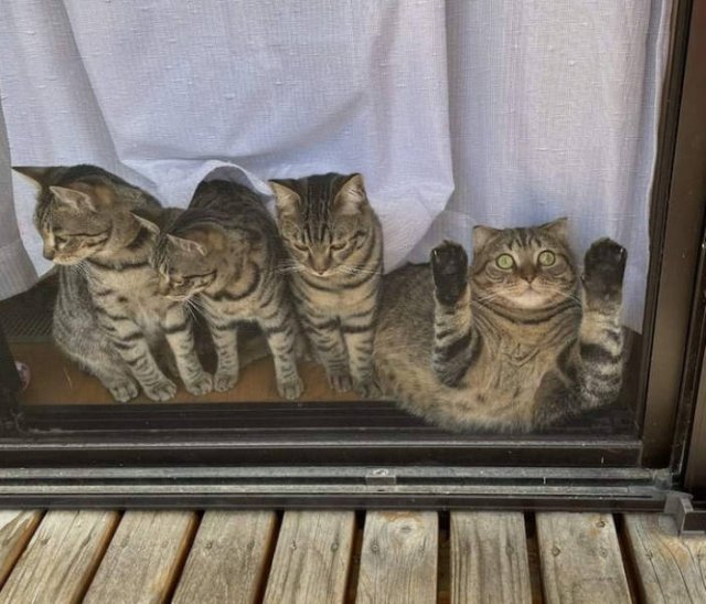 Funny Families (19 pics)