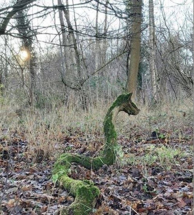 Look Twice (20 pics)