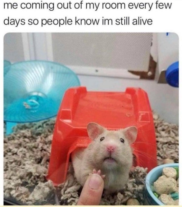 Memes From Introverts (29 pics)