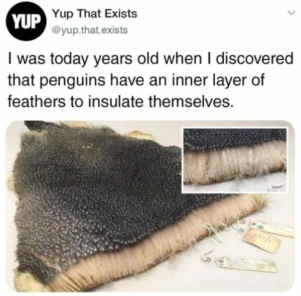 Random Memes (27 pics)