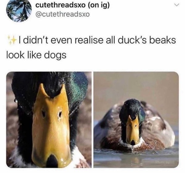Random Memes (27 pics)