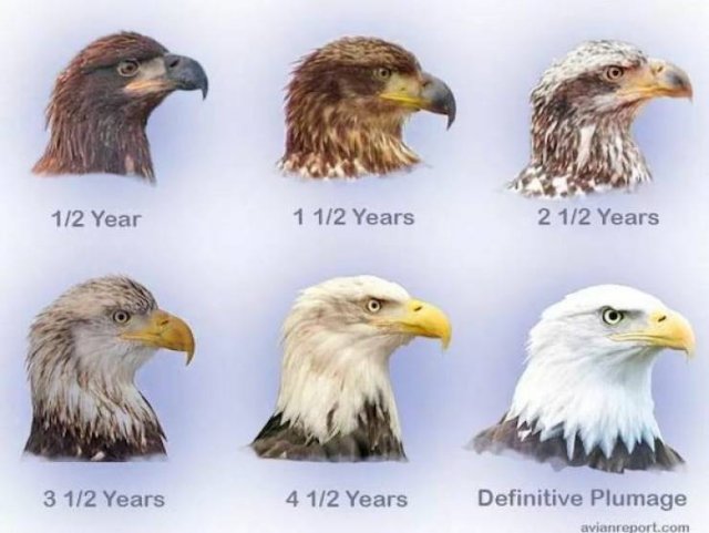 Random Facts (16 pics)