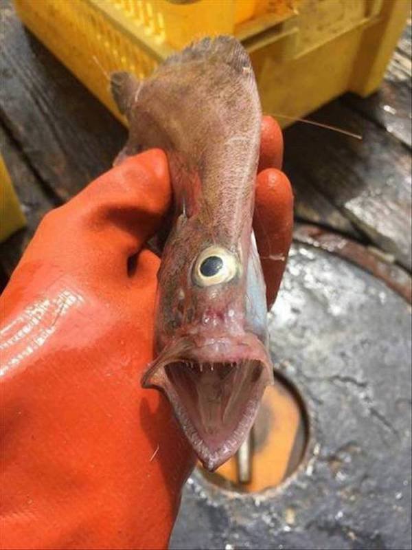 Weird Finds (47 pics)