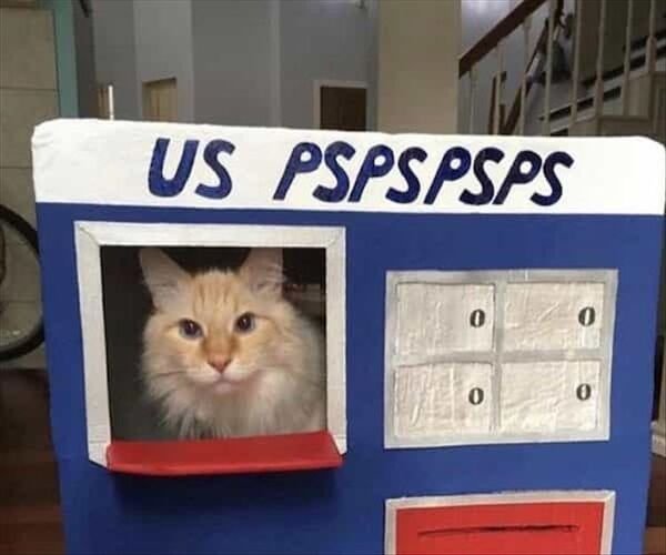 Funny Cats (30 pics)