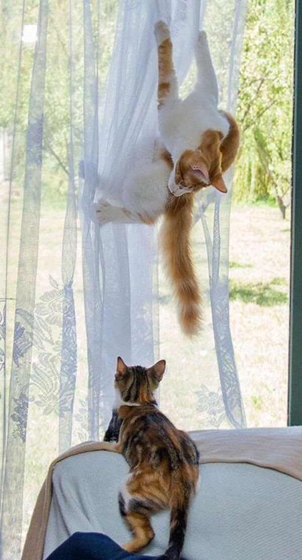 Funny Cats (30 pics)