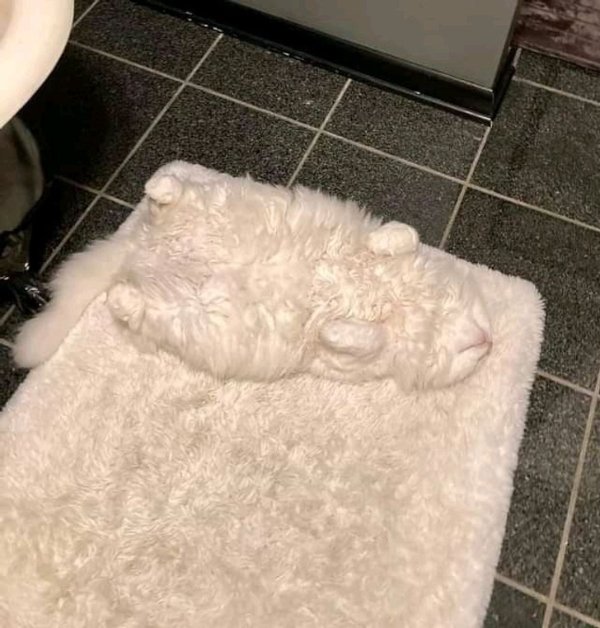 Funny Cats (30 pics)
