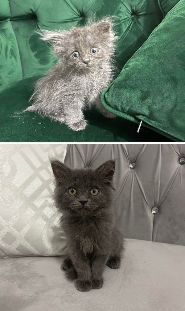 Interesting Comparisons (31 pics)