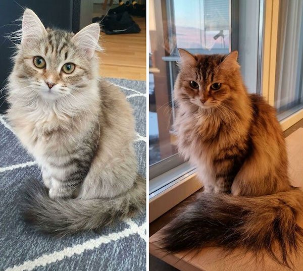 Interesting Comparisons (31 pics)