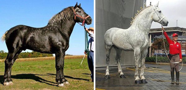 Interesting Comparisons (31 pics)