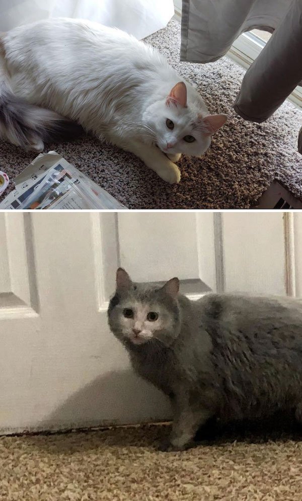 Interesting Comparisons (31 pics)