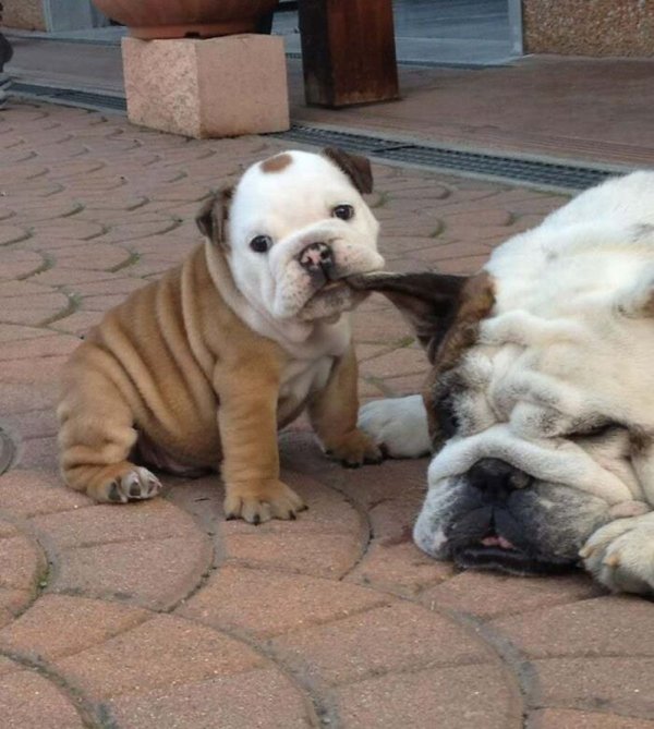 Funny Animal Families (39 Pics)