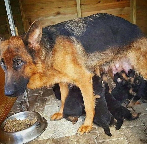 Funny Animal Families (39 Pics)