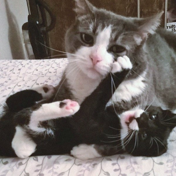 Funny Animal Families (39 Pics)