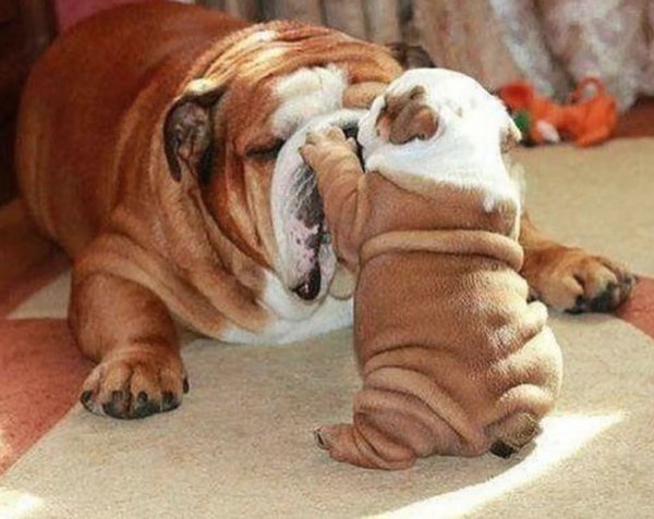 Funny Animal Families (39 Pics)