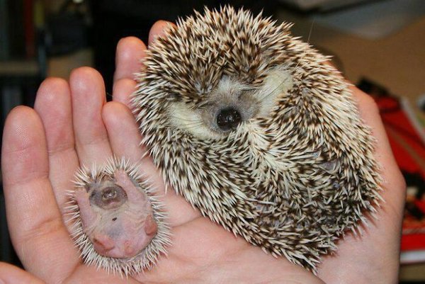 Funny Animal Families (39 Pics)