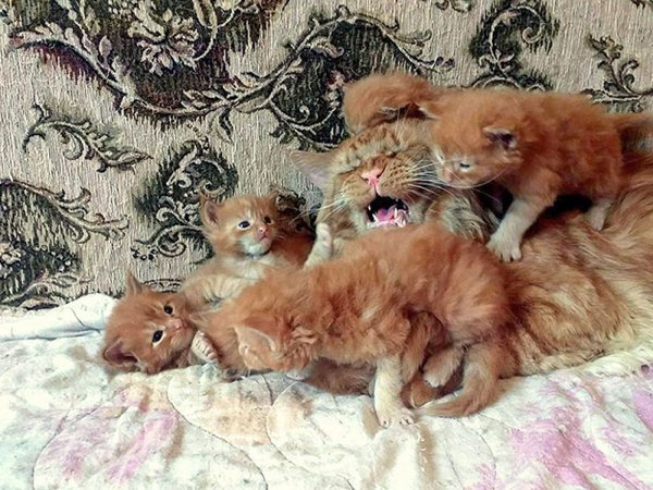 Funny Animal Families (39 Pics)