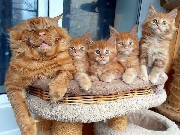 Funny Animal Families (39 Pics)