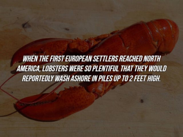 Random Facts (15 pics)