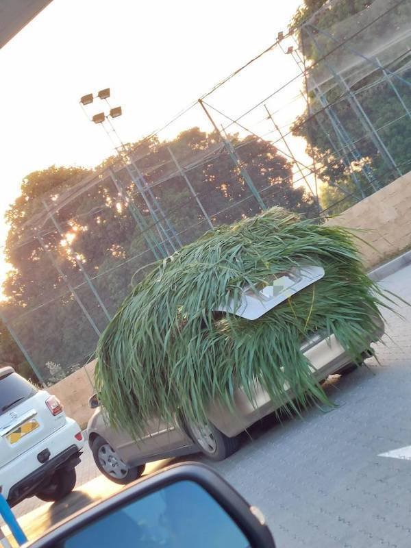 Weird Situations (49 pics)