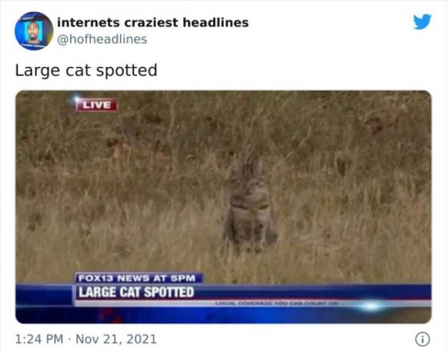 Funny Headlines (39 pics)