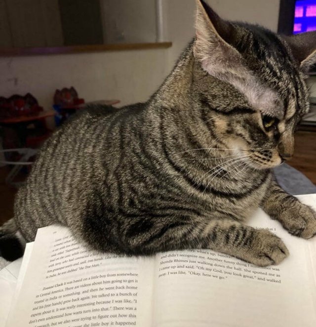 Impudent Cats (19 pics)