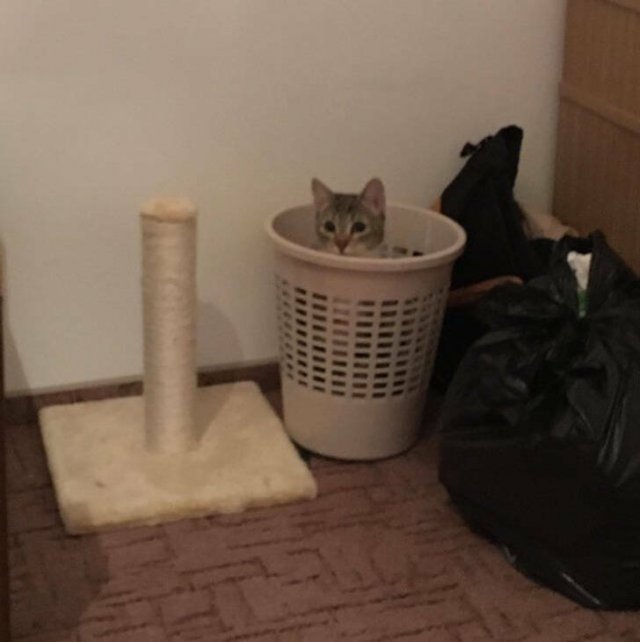 Impudent Cats (19 pics)