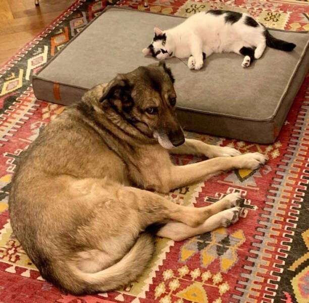 Impudent Cats (19 pics)