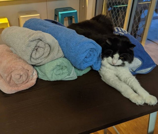 Impudent Cats (19 pics)