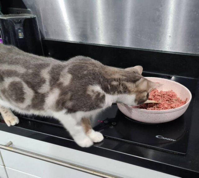 Impudent Cats (19 pics)