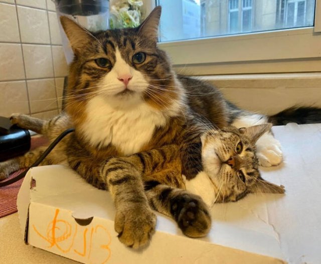 Impudent Cats (19 pics)