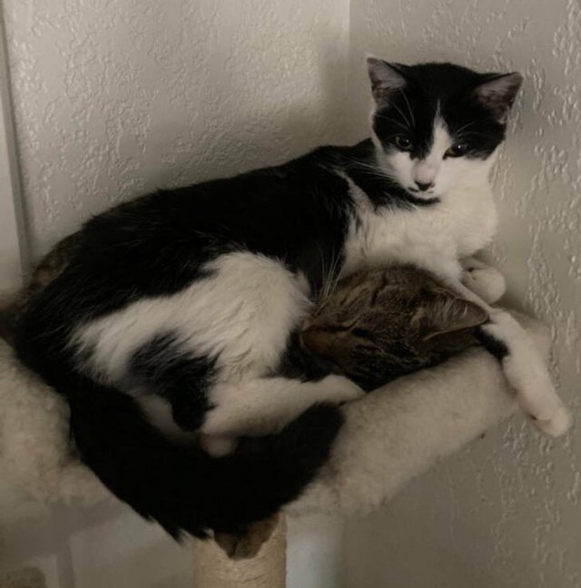 Impudent Cats (19 pics)