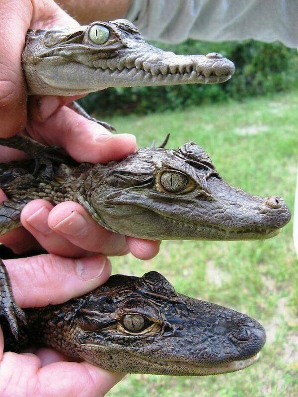 Unusual Compares (25 pics)