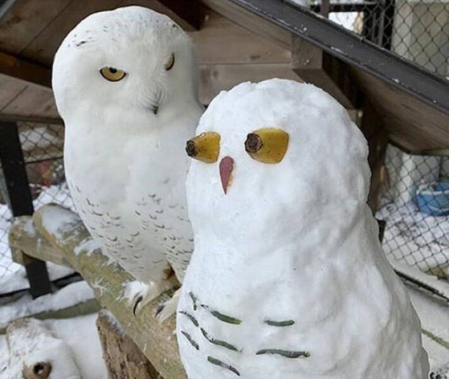 Unusual Compares (25 pics)