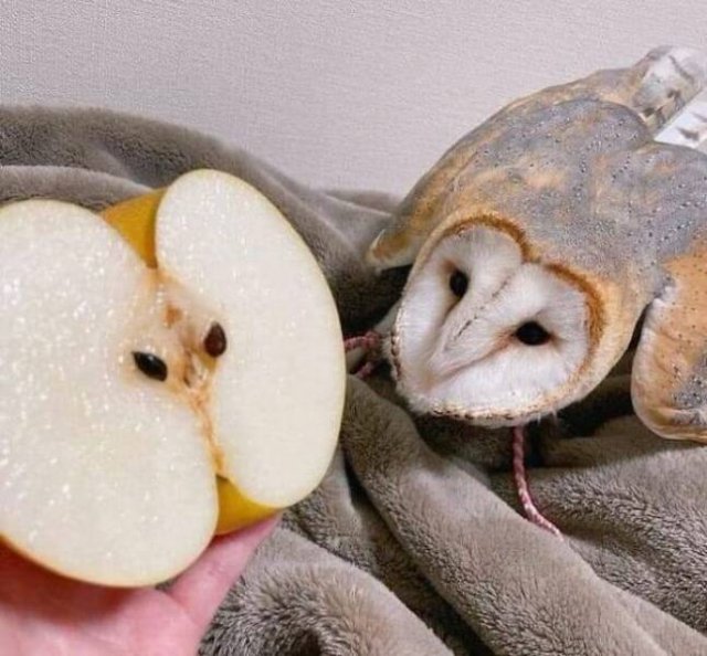 Unusual Compares (25 pics)