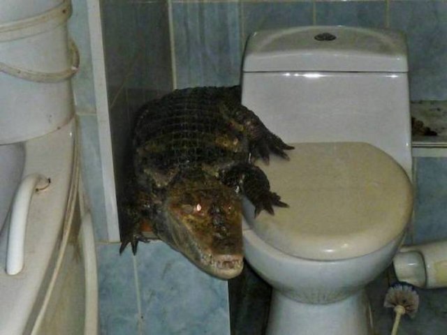 Terrible Finds (45 pics)