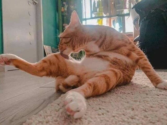 Cute Cats (48 pics)