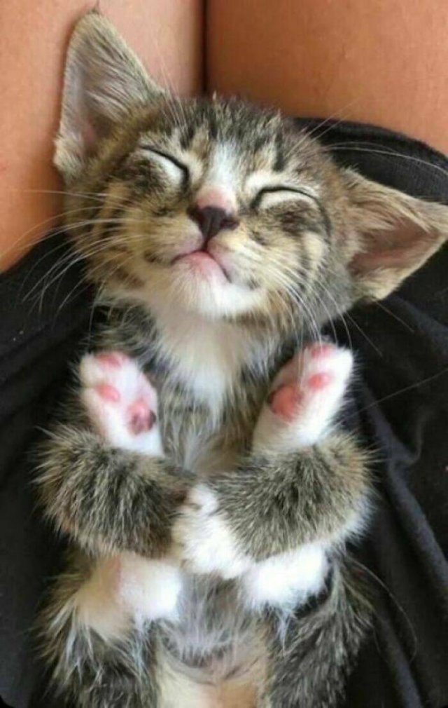 Cute Cats (48 pics)