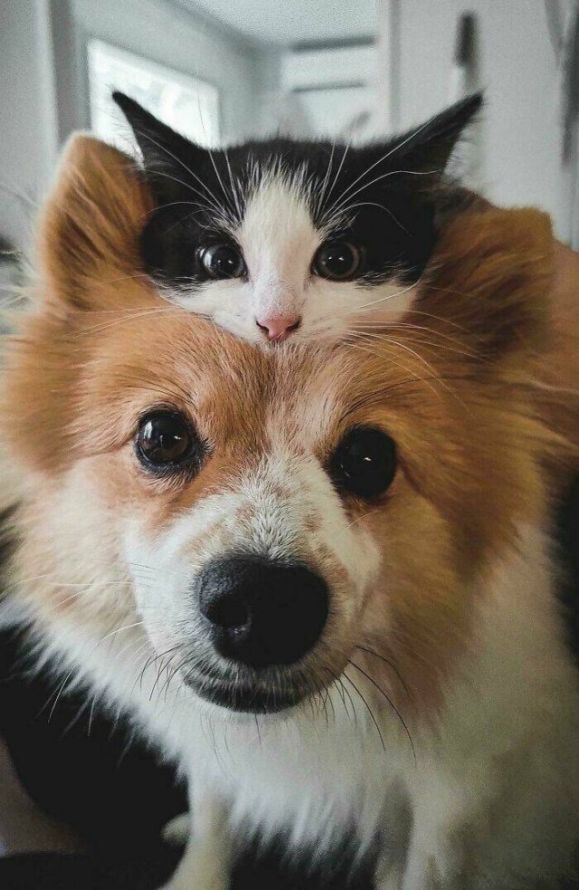 Cute Cats (48 pics)